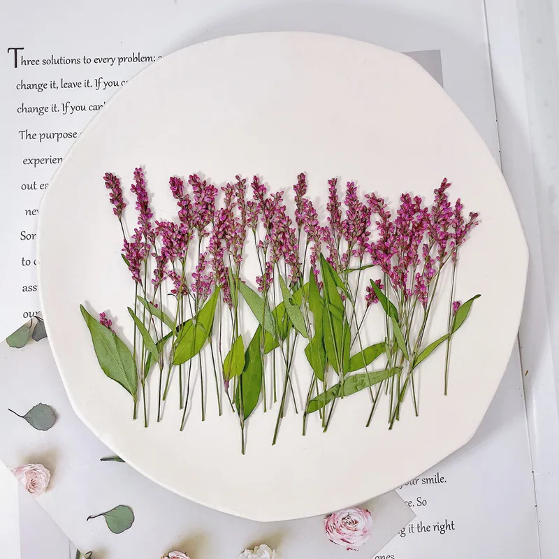 120개, 5-8cm, 도매 자연 압화 미니 가지, D - Phone Cases Wholesale 리뷰 및 가격